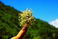 Chamomile fresh natural herbal plant bouquet