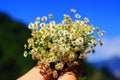 Chamomile fresh natural herbal plant bouquet