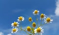 Chamomile fressh in greeen meadow in spring season