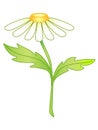 Chamomile. Garden chamomile flower with a stem and two leaves. Decorative camomile for bouquets - vector full color picture. Royalty Free Stock Photo