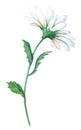 Chamomile. Garden flower for decoration design. Watercolor floral illustration. Summer