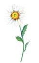 Chamomile. Garden flower for decoration design. Watercolor floral illustration.