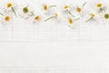 Chamomile garden flowers on wooden background Royalty Free Stock Photo