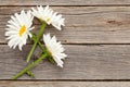 Chamomile garden flowers on wooden background Royalty Free Stock Photo