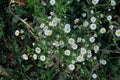 Chamomile garden white flowers of German chamomile daisy.