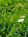 Chamomile in the grass Royalty Free Stock Photo