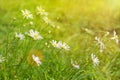 Chamomile on green grass background