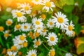 Selective focus daisy flowers - wild chamomile. Green grass and chamomiles in the nature Royalty Free Stock Photo