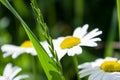 Chamomile and green grass Royalty Free Stock Photo