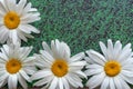 Chamomile on a green grassy background. copy space