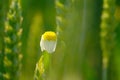 Chamomile And Green Wheat Royalty Free Stock Photo