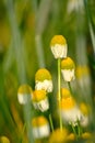 Chamomile In Green Wheat Royalty Free Stock Photo