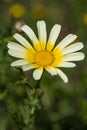 Chamomile grows in a meadow among other flowers Royalty Free Stock Photo