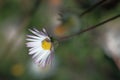 Chamomile grows in a meadow among other flowers Royalty Free Stock Photo