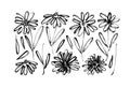 Chamomile hand drawn black paint vector set.