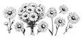 Chamomile hand drawn black paint vector set. Ink drawing flowers and leaves, monochrome artistic botanical illustration. Royalty Free Stock Photo