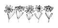 Chamomile hand drawn black paint vector set.