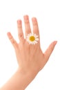 Chamomile on hand Royalty Free Stock Photo