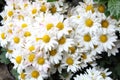 Chamomile is a powerful flower that gives us nature for different medicinal and aesthetic purposes. Royalty Free Stock Photo