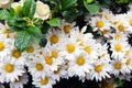 Chamomile is a powerful flower that gives us nature for different medicinal and aesthetic purposes.