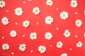 chamomile heads red. High quality photo Royalty Free Stock Photo
