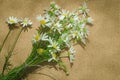 Chamomile herbaceous perennial plant