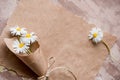 Chamomile herbarium composition on a craft paper Royalty Free Stock Photo