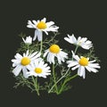 Chamomile - Herbs - Matricaria chamomilla.