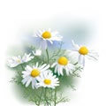 Chamomile - Herbs - Matricaria chamomilla.