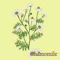 Chamomile. Illustration of a plant in a vector with flower for u