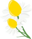 Chamomile, illustration, vector