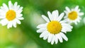 Chamomile inflorescences with stamens macro photography. White daisies on a blurred green background