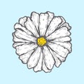 Chamomile isolated on blue background. Simple botanical illustrations. Hand drawn sketch