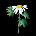 Chamomile isolated on white background. A sunny flower with a yellow center and white petals. Green foliage. Hand drawn Royalty Free Stock Photo