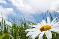 chamomile with ladybird, green grass