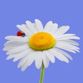 Chamomile and ladybird isolated on blue. Daisy and ladybird. Summer background