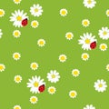 Chamomile with a ladybirds on a green background Royalty Free Stock Photo