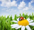 Chamomile and ladybug Royalty Free Stock Photo