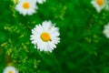 Chamomile with ladybug in focus in green grass Royalty Free Stock Photo