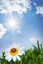 Chamomile and ladybug Royalty Free Stock Photo