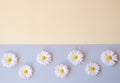 Chamomile laid out in a row on orange-gray background Royalty Free Stock Photo
