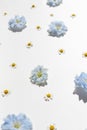 Chamomile and larkspur flowers pattern on white bright background Royalty Free Stock Photo