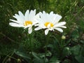 Chamomile lat. MatricÃÆÃÂ¡ria is a genus of perennial flowering plants.e