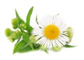 Chamomile with leaves