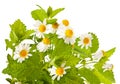 Chamomile and lemon balm