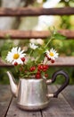 Chamomile, lemon balm and redcurrant bushes in an iron kettle. Nature blurred background Royalty Free Stock Photo