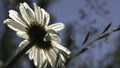 Chamomile in macro photography. Creative. Rain dripping on a bright daisy from below and other grass is visible.