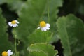 Chamomile macro photography. Healthy herbs. Foliage in background. Royalty Free Stock Photo