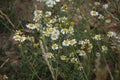 Chamomile macro photography. Medicinal plant. White blossoms. Royalty Free Stock Photo