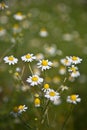 Chamomile (Matricaria chamomilla) Royalty Free Stock Photo